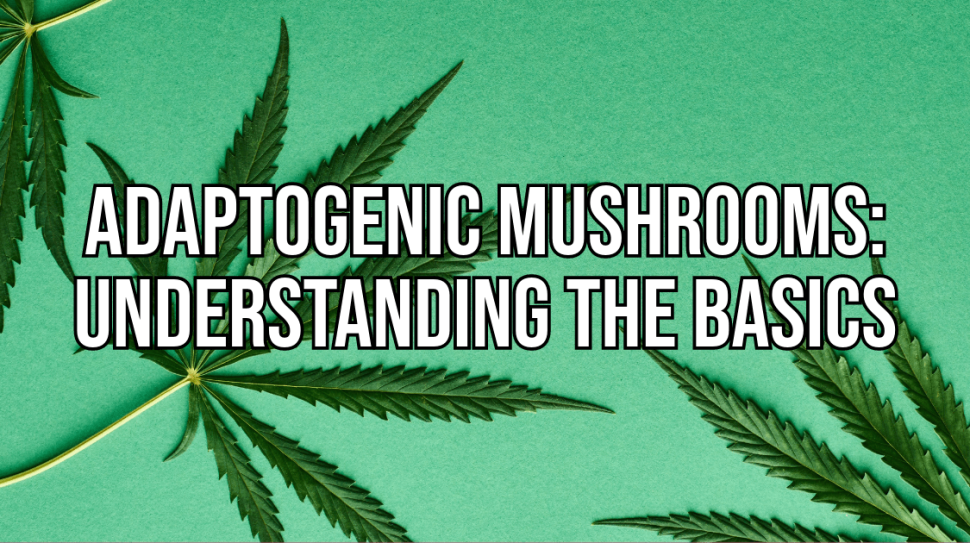 Adaptogenic Mushrooms: Understanding the Basics