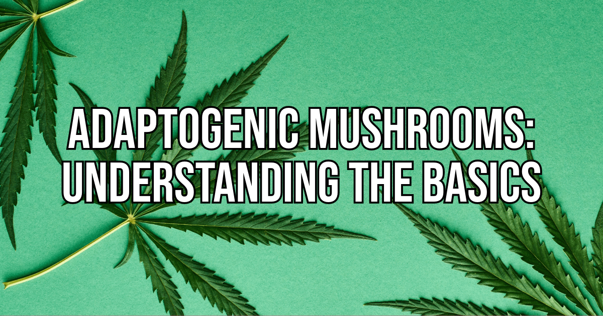 Adaptogenic Mushrooms: Understanding the Basics