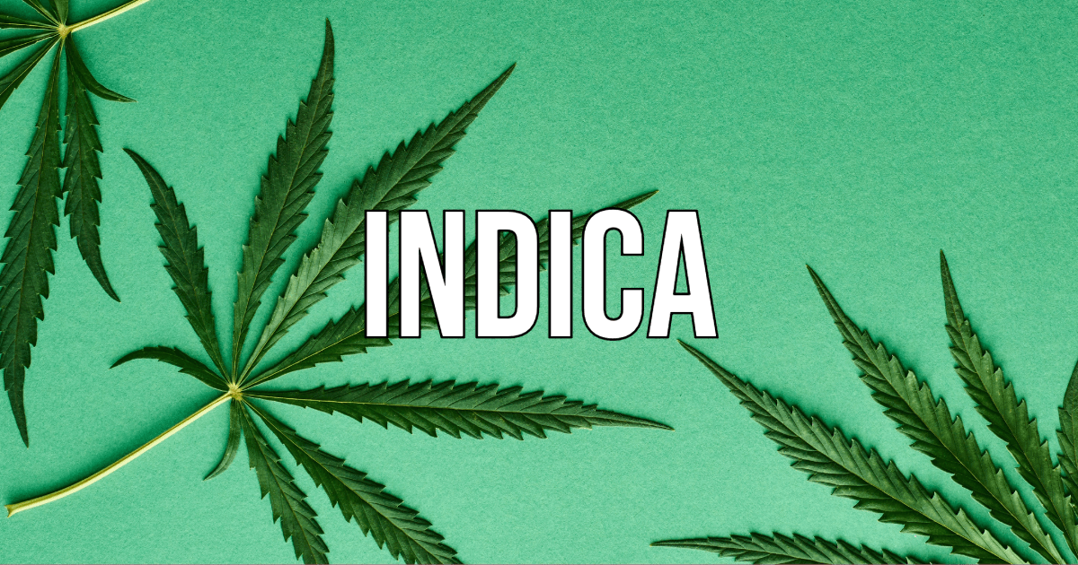 Indica and sativa are two primary categories of cannabis strains, each with distinct characteristics. Indica strains are renowned for their relaxing and sedating effects, originating from the Hindu Kush mountain range. They typically contain higher levels of CBD (cannabidiol) than THC (tetrahydrocannabinol), delivering a calming, body-centric high. Conversely, sativa strains offer more energizing and uplifting effects, often associated with creative stimulation and cerebral euphoria. Originating from equatorial regions, sativas tend to have higher THC levels and lower CBD content. While indicas are favored for their therapeutic benefits, such as pain relief and sleep aid, sativas are sought after for their mood-enhancing properties and potential to boost focus and creativity.